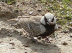 Ashy-crowned-Sparrow-lark.JPG (157 KB)